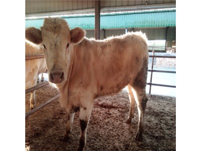 养殖肉牛就买法国吨牛夏洛莱山东晨旭牧业提供夏洛莱牛犊公肉牛犊