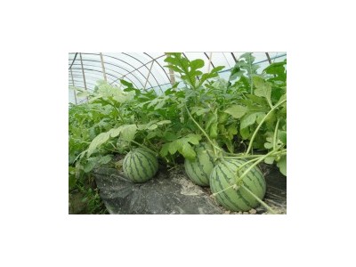 西瓜专用膜在农业中的应用优势